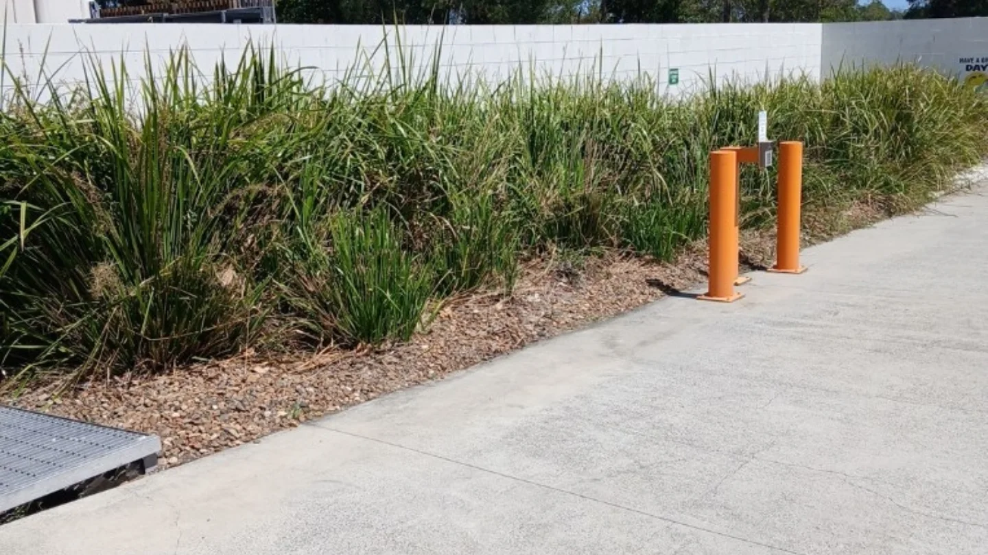 Overgrown lomandra along a concrete driveway