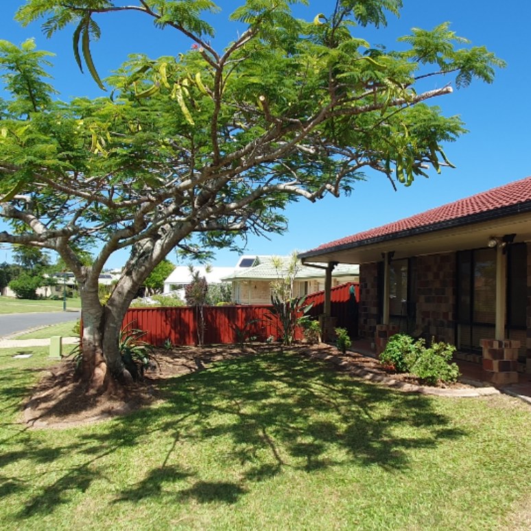 Poinciana tree with a fresh mulch ring on a mown lawn