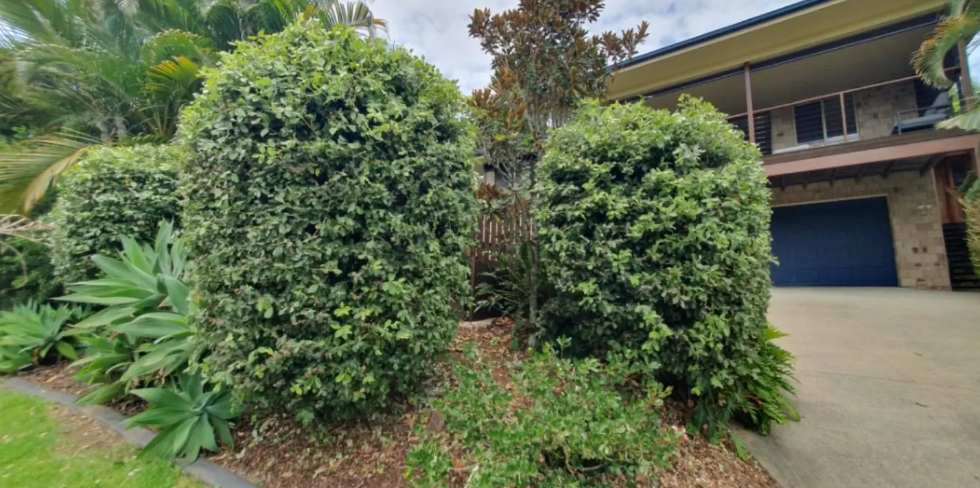 Shrubs trimmed into tidy rounded shapes